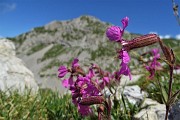 46 Silene di Elisabetta (Silene Elisabethae) con vista in Corna Piana